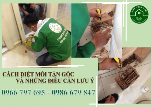 CÁCH DIỆT MỐI TẬN GỐC VÀ NHỮNG ĐIỀU CẦN LƯU Ý