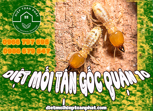 Cách diệt mối tận gốc tại quận 10