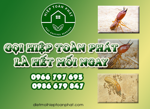 Công ty diệt mối nào tốt tại tp Hồ Chí Minh