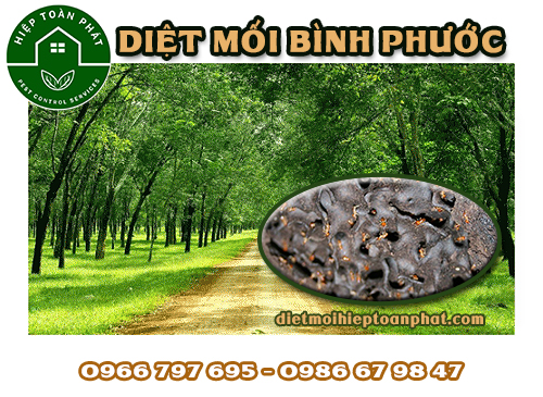 CÔNG TY DIỆT MỐI UY TÍN TẠI BÌNH PHƯỚC 0966 797 695