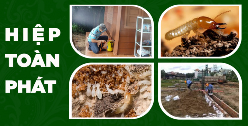 Dịch Vụ Diệt Mối Tận Gốc Tại TP.HCM – Giải Pháp Bảo Vệ Nhà Ở Và Tài Sản Toàn Diện