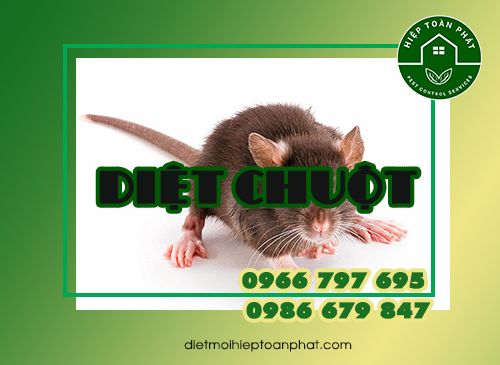 Dịch vụ diệt chuột hiệu quả tại tp Hồ Chí Minh