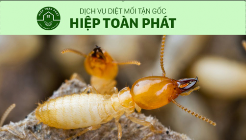 Dịch vụ diệt mối tận gốc có thực sự hiệu quả