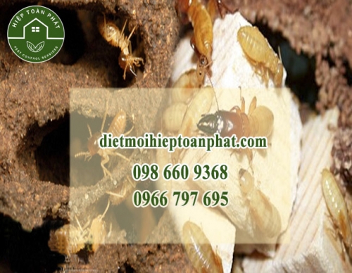 Dịch vụ diệt mối tận gốc tại thành phố Hồ Chí Minh giá rẻ