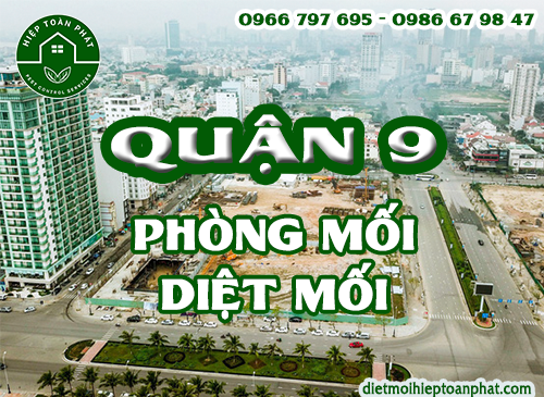 Dịch Vụ Phòng Chống Mối Tại Quận 9