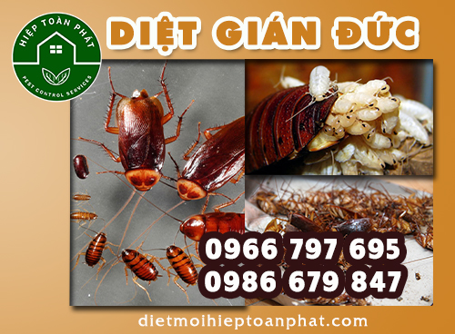 DIỆT GIÁN ĐỨC CHO NHÀ HÀNG, QUÁN ĂN TẠI TP HCM