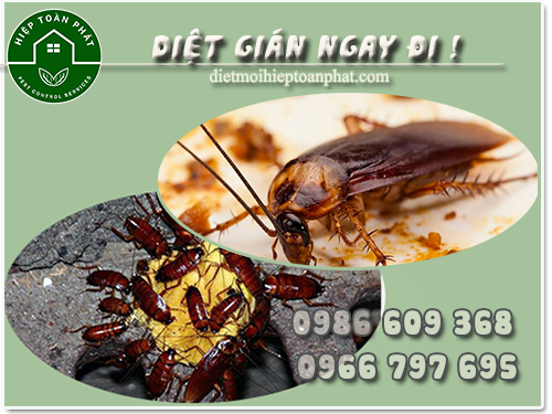 Diệt gián ngay đi - Mẹo diệt gián tại nhà không cần hóa chất