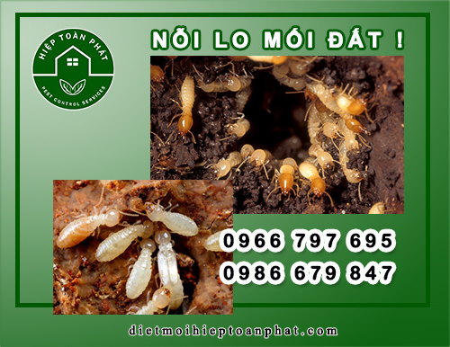 DIỆT MỐI ĐẤT XUẤT HIỆN QUANH NHÀ BẠN