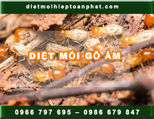 PHÒNG MỐI, DIỆT MỐI GỖ ẨM