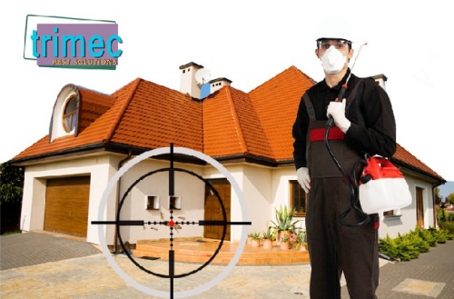 Tại sao nhà mới xây xong đã bị mối