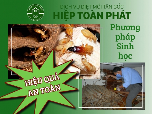 Làm thế nào để diệt mối tận gốc hiệu quả nhất