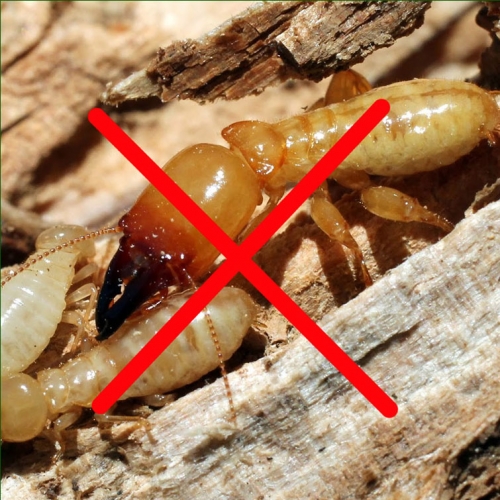 3 Điều Cần Biết Về Dịch Vụ Diệt Mối Tận Gốc Giá Rẻ Tại TPHCM