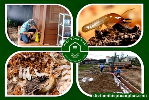 Diệt mối tận gốc tại Đồng Nai giá rẻ - Hiệu quả 100%