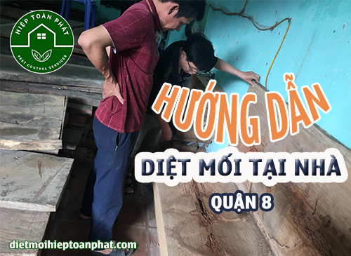 Hiệp Toàn Phát Hướng Dẫn Diệt Mối Tại Nhà Quận 8