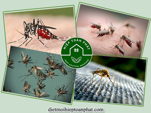 Những điều cần biết về loài muỗi