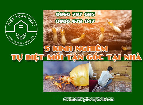 Diệt mối tại nhà bằng phương pháp sinh học, vì sao vẫn không hết mối