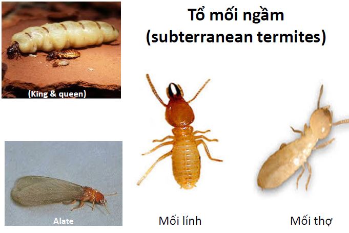 các loại mối cần diệt trong tổ mối