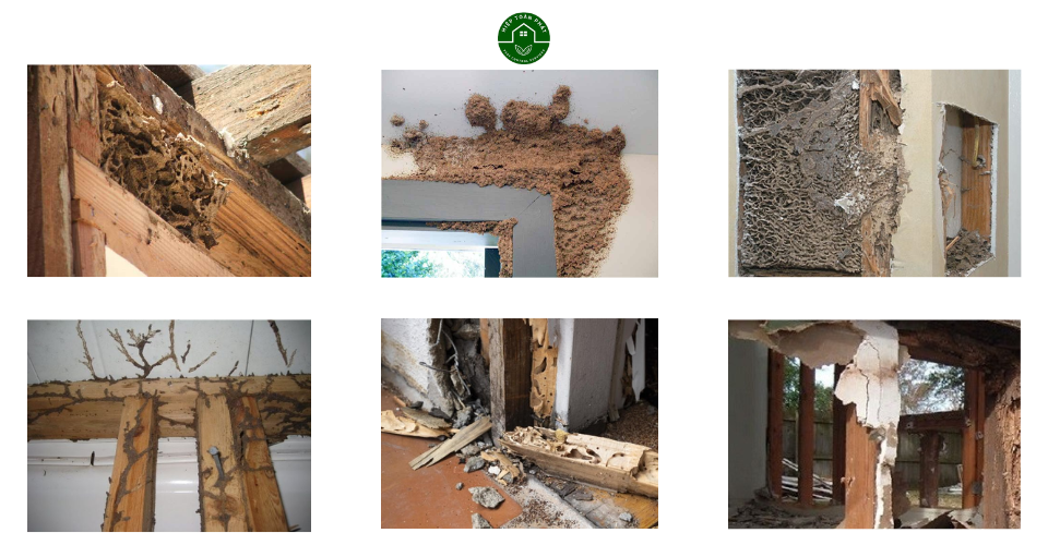 Diệt mối chuyên nghiệp tại Bình Phước - GỌI CÓ MẶT NGAY 