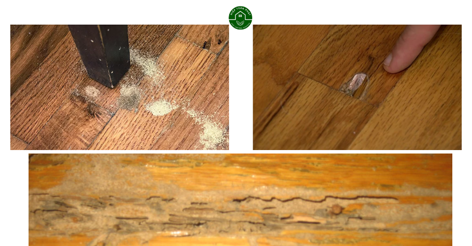 Dịch vụ diệt mối chuyên nghiệp tại Bình Phước