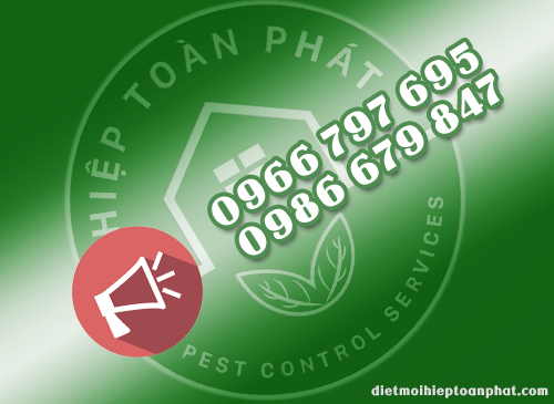 gọi ngay dịch vụ diệt mối hiệp toàn phát
