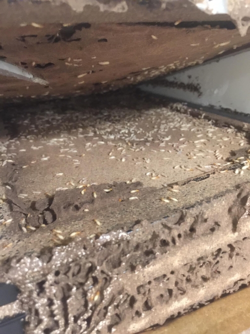 Các Phương Pháp Diệt Mối Tận Gốc Hiệu Quả 100%