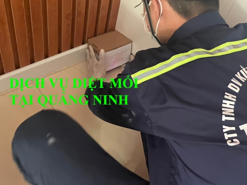Bạn Đang Cần Tìm Dịch Vụ Diệt Mối Tại Quảng Ninh