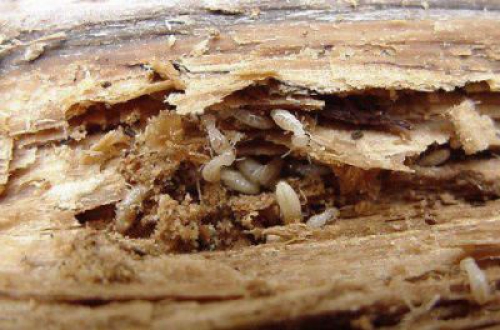 HƯỚNG DẪN CÁCH DIỆT MỐI,MỌT HIỆU QUẢ