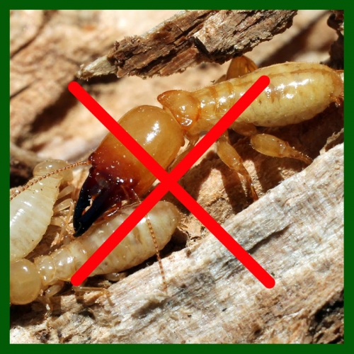 Mạng lưới chi nhánh diệt mối Hiệp Toàn Phát