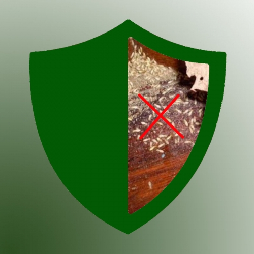 Phòng chống mối