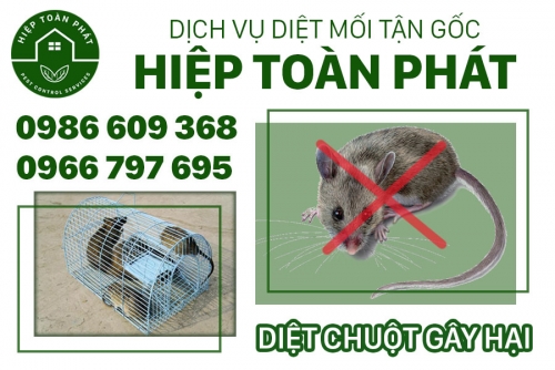 Diệt chuột hiệu quả
